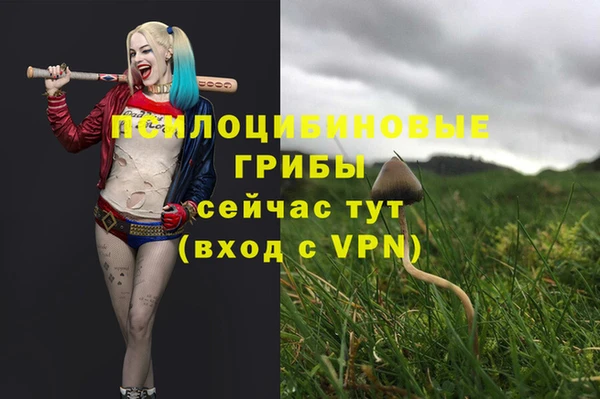 гашик Нефтекумск